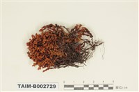 藏品(紫萼苔科)的圖片